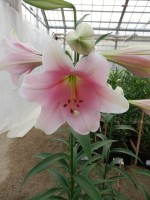 [4106 Prince Promise No102.JPG]